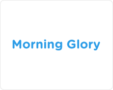 Morning Glory